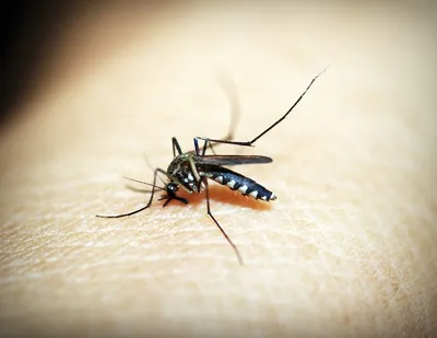 Dengue Treatment and Prophylaxis