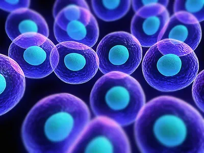 Stem Cells and Rejuvenation